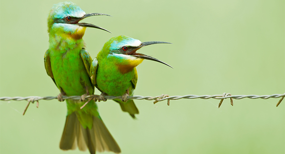 A pair of bee-eaters