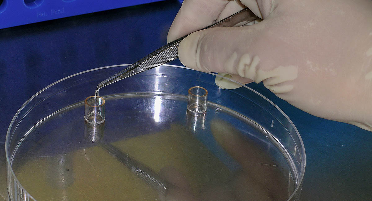scientist dropping something in petri dish with tweezers