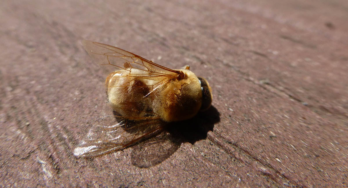 Dead bee on picnic table