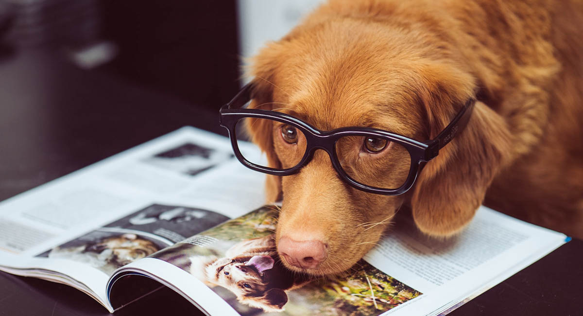 red dog with face on book wearing glasses