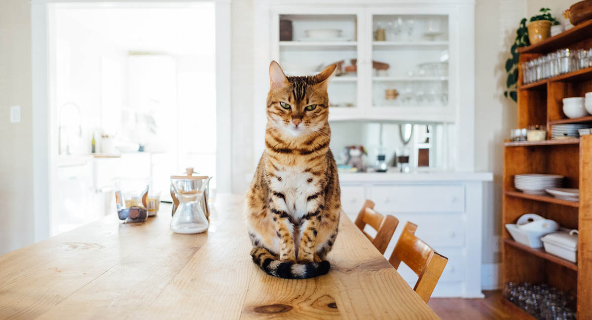 orange striped cat sitting upright on table in kitchen