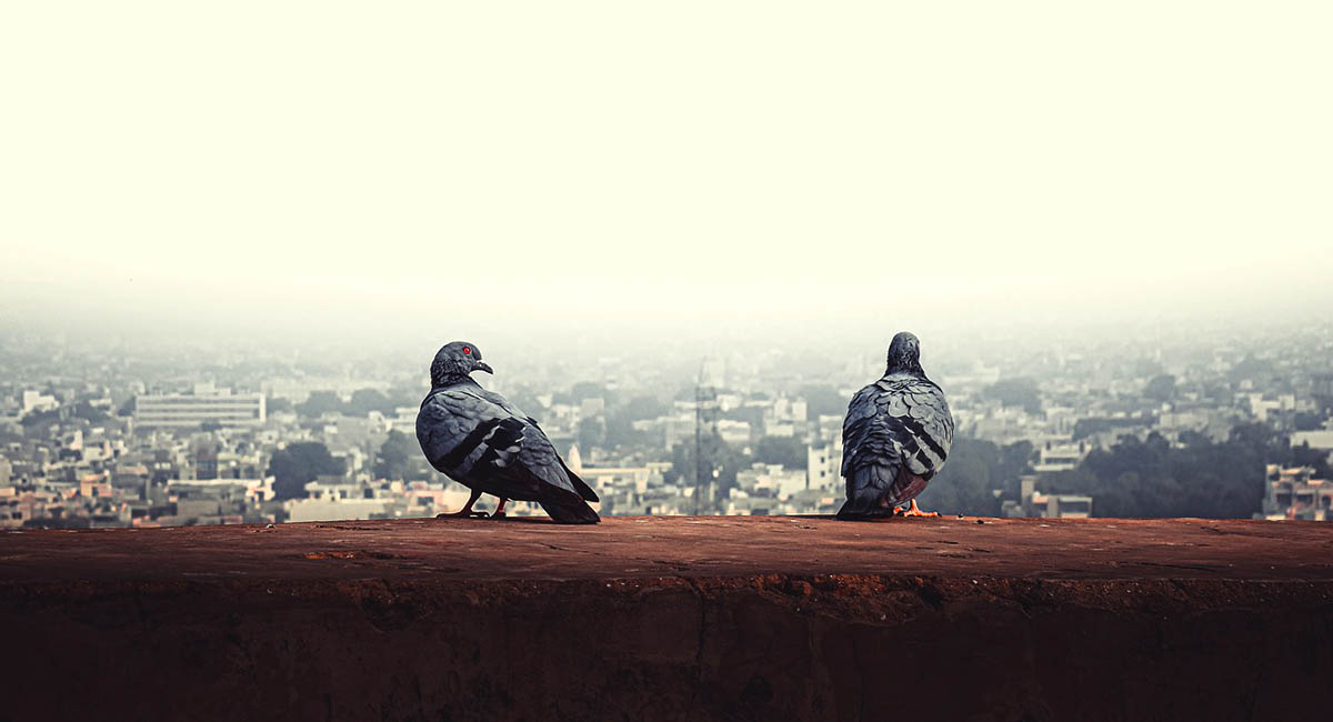 Two pigeons on rooftop looking over city far below