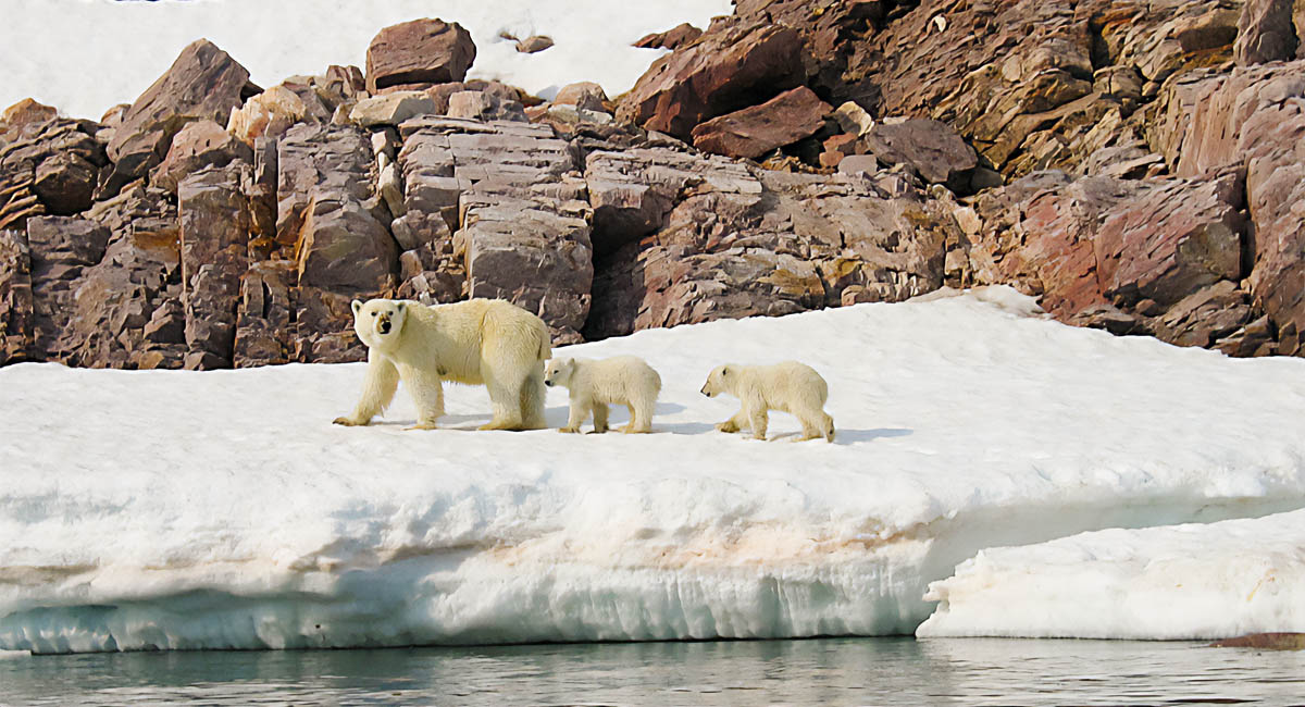 polar bear with two cubs on ice
