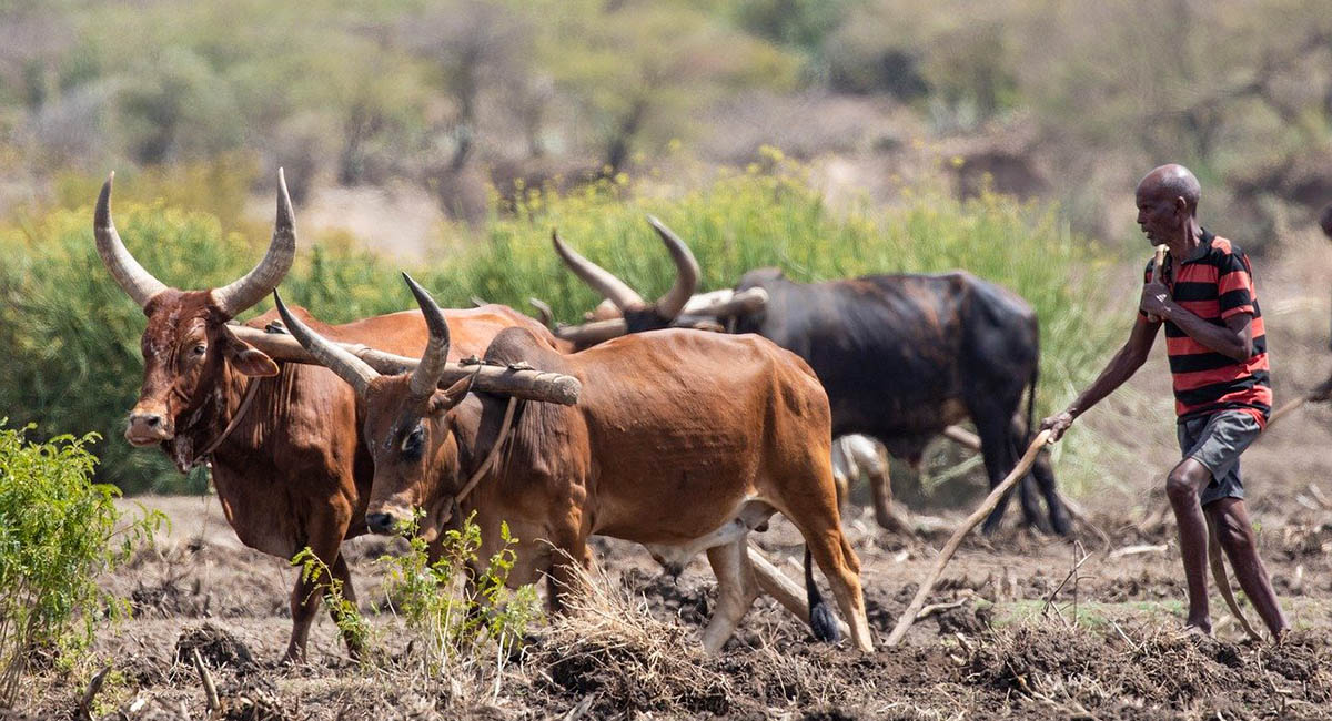 Ethiopian farmer with oxen