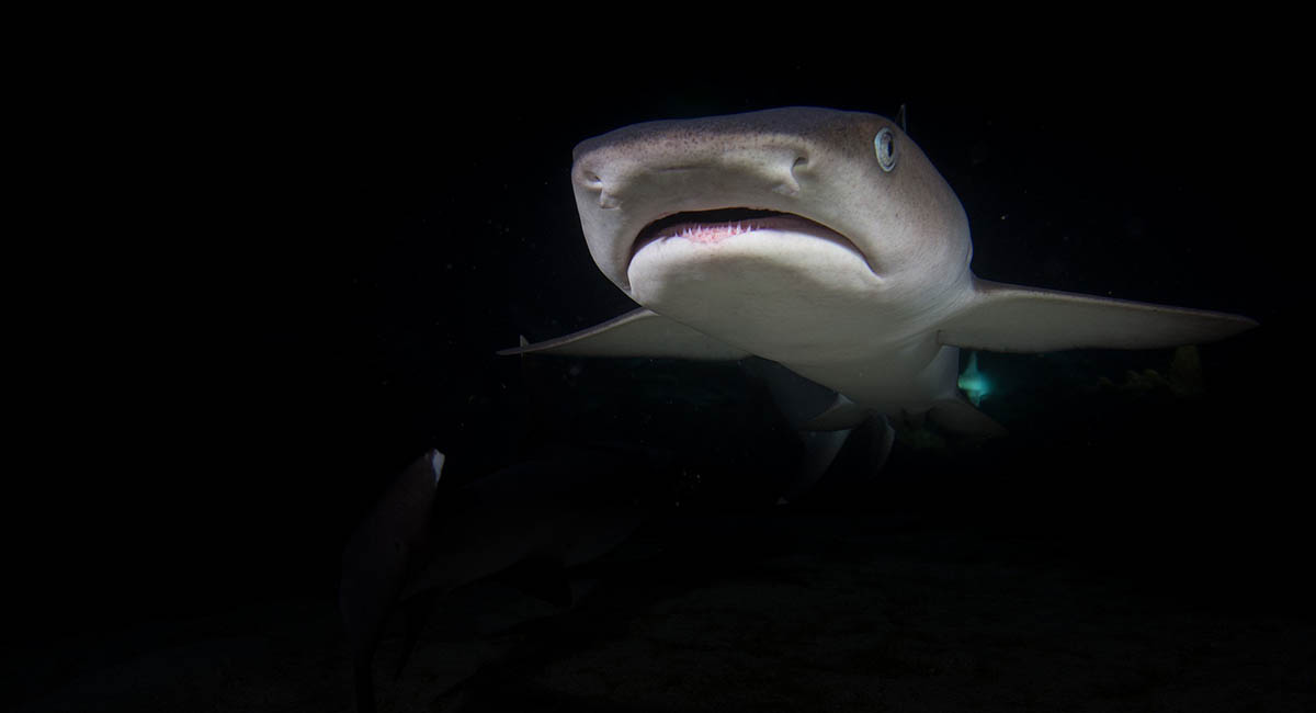 Shark underwater at night