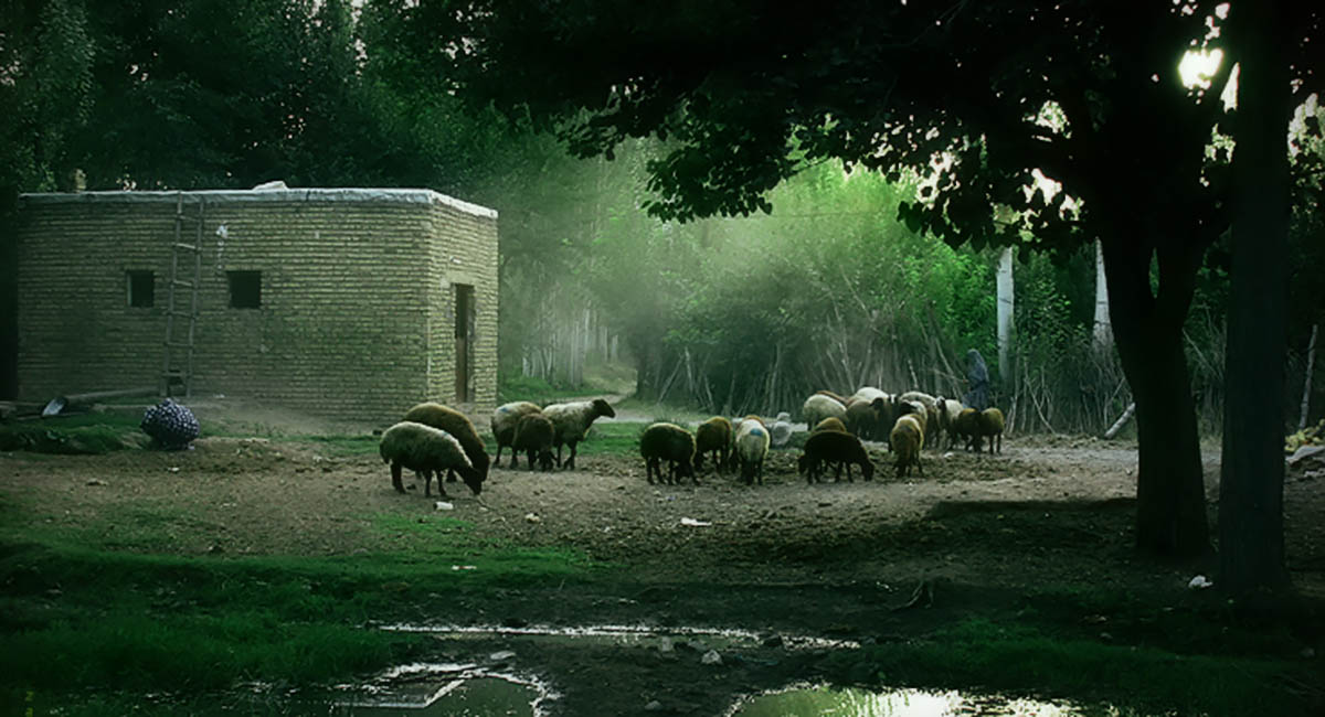 Small stone house with sheep in front, in the woods by a stream, green