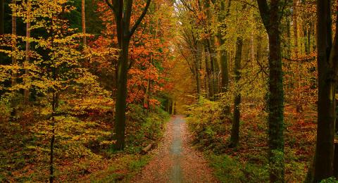A path in autumn woods