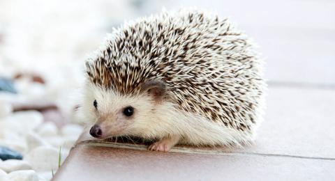 Small white hedgehog