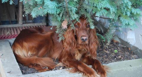 Irish setter dog lying under a juniper bush