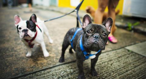 Two French bulldogs walking on a leash