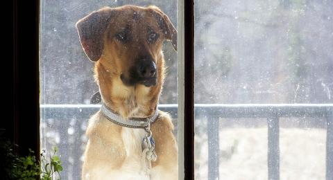 Dog looking in through dirty window
