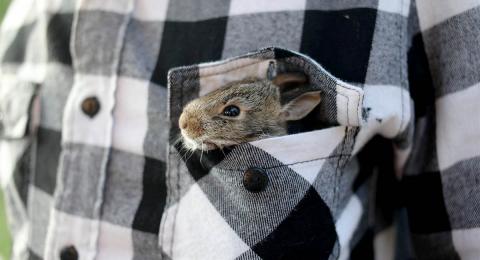 Small bunny in pocket of flannel shirt