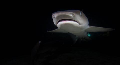 Shark underwater at night