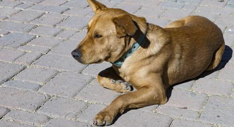 Mixed-breed dog lying on cobblestones in the summer