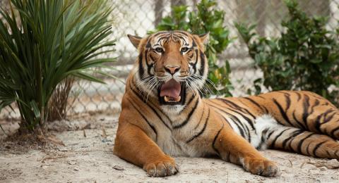 tiger lying down and yawning in Jacksonville Zoo and Gardens zoo