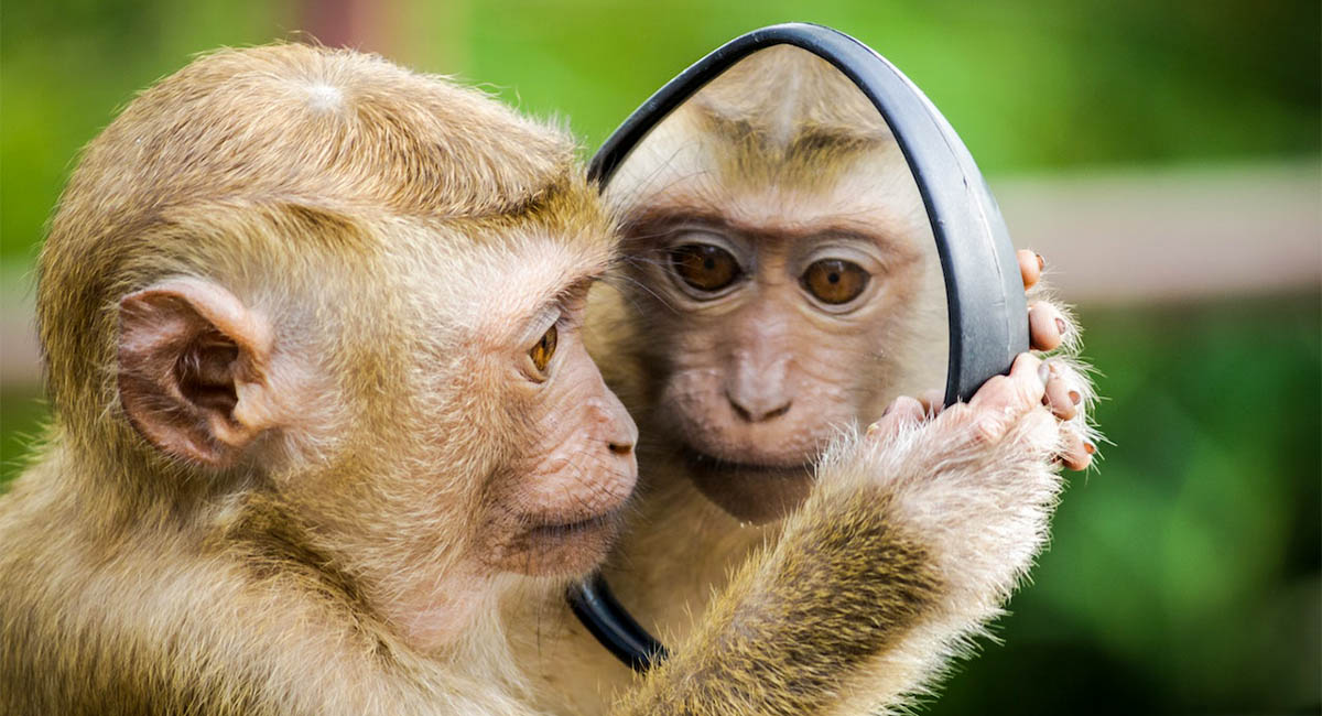 head of monkey looking at itself in a mirror