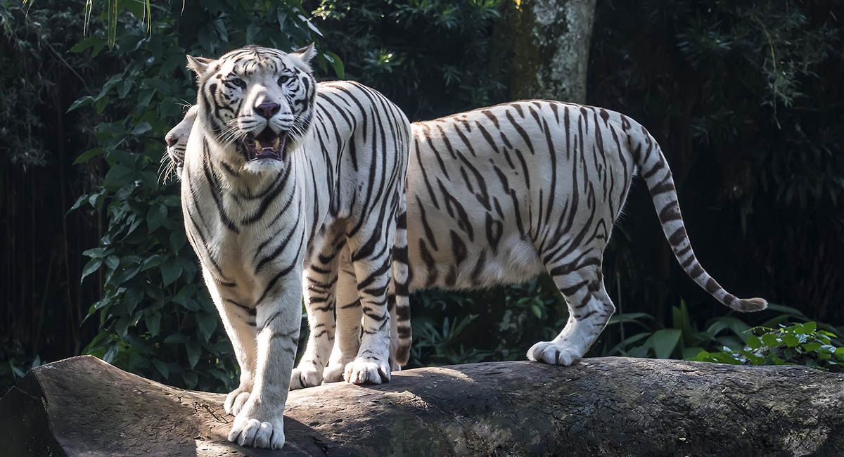 white tigers in Singapore zoo